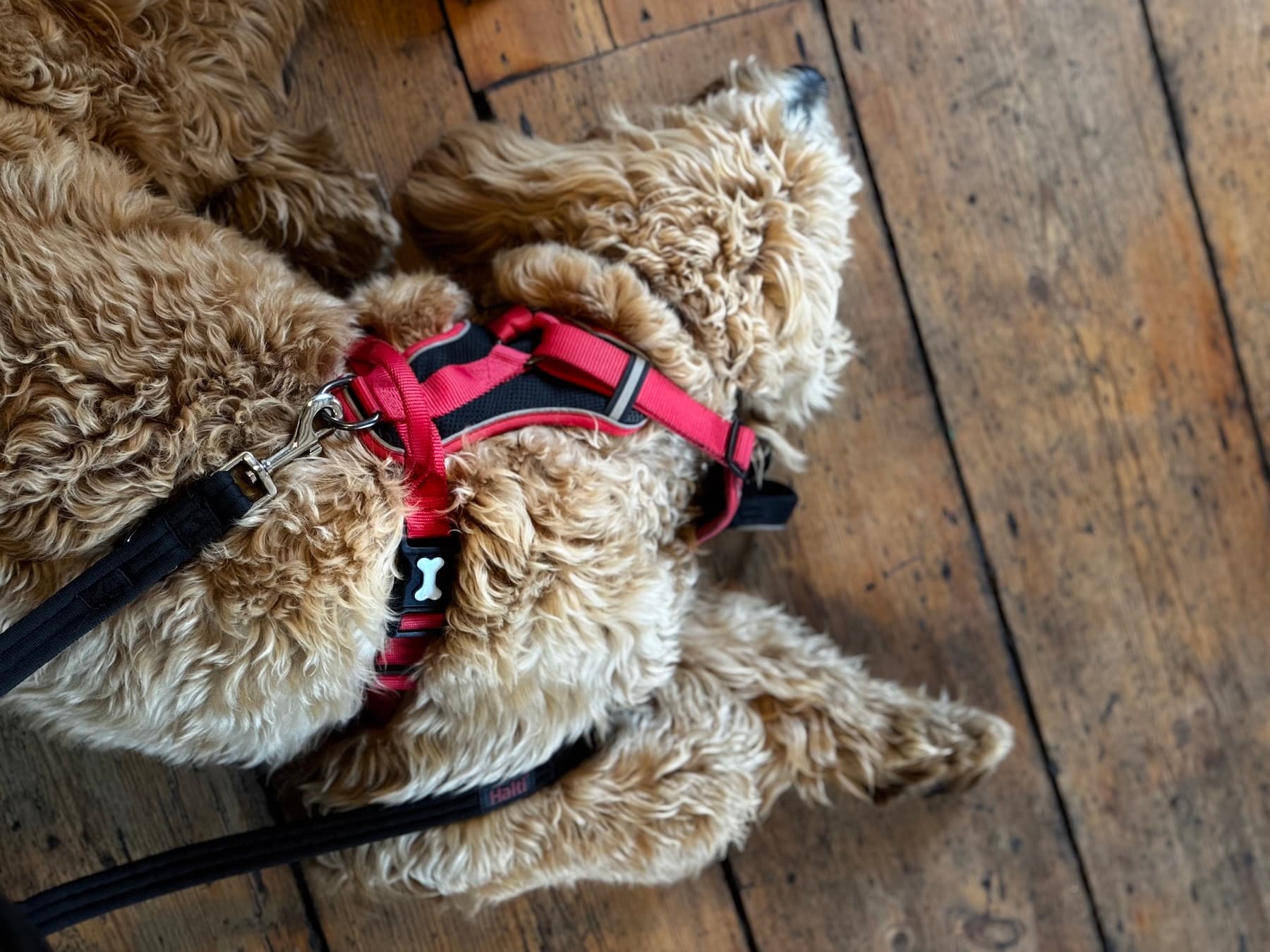 Dog friendly local pub setting at the White Horse Inn