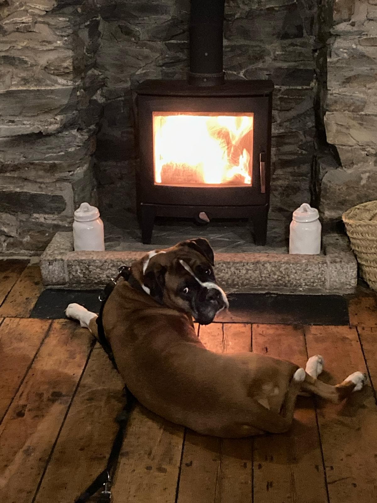 Dog friendly pub with dog by the fire at the White Horse Inn Launceston