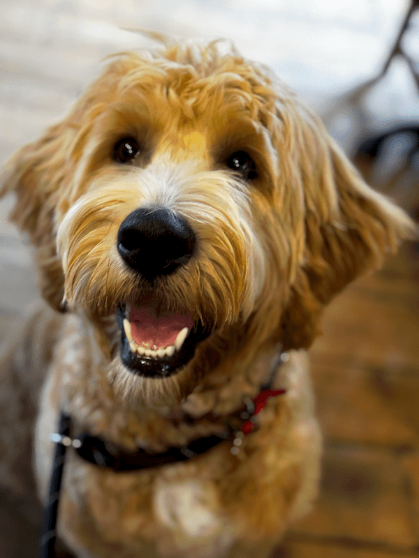 A regular dog visitor at the White Horse Inn Launceston